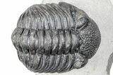 Curled Pedinopariops Trilobite - Mrakib, Morocco #287714-3